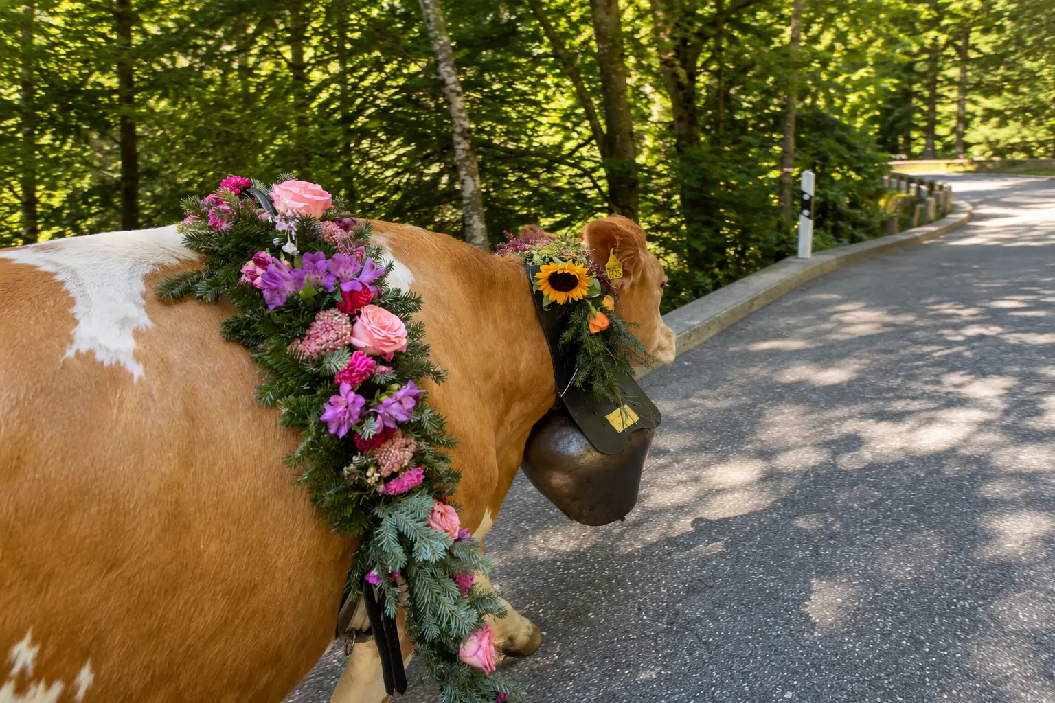 Swiss cow with traditional flower garland and cowbell during alpine descent, Justistal valley near Interlaken