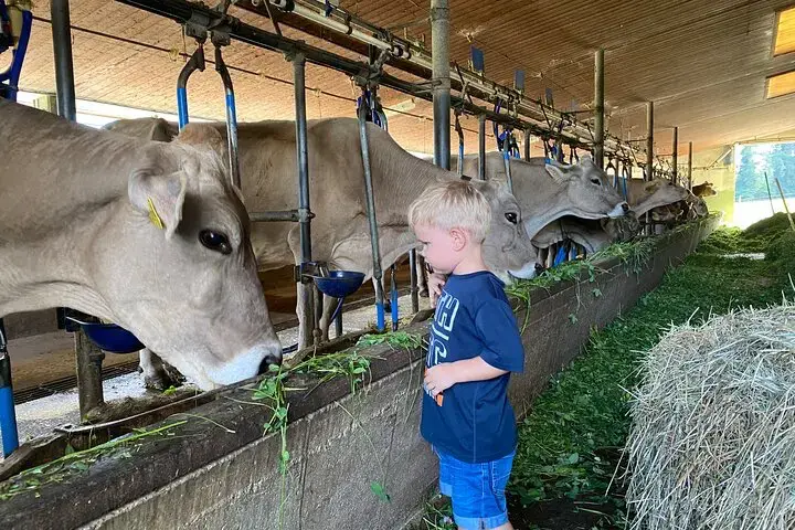 Young child meeting Brown Swiss dairy cows in barn at alpine farm near Interlaken, family-friendly farm tour Switzerland