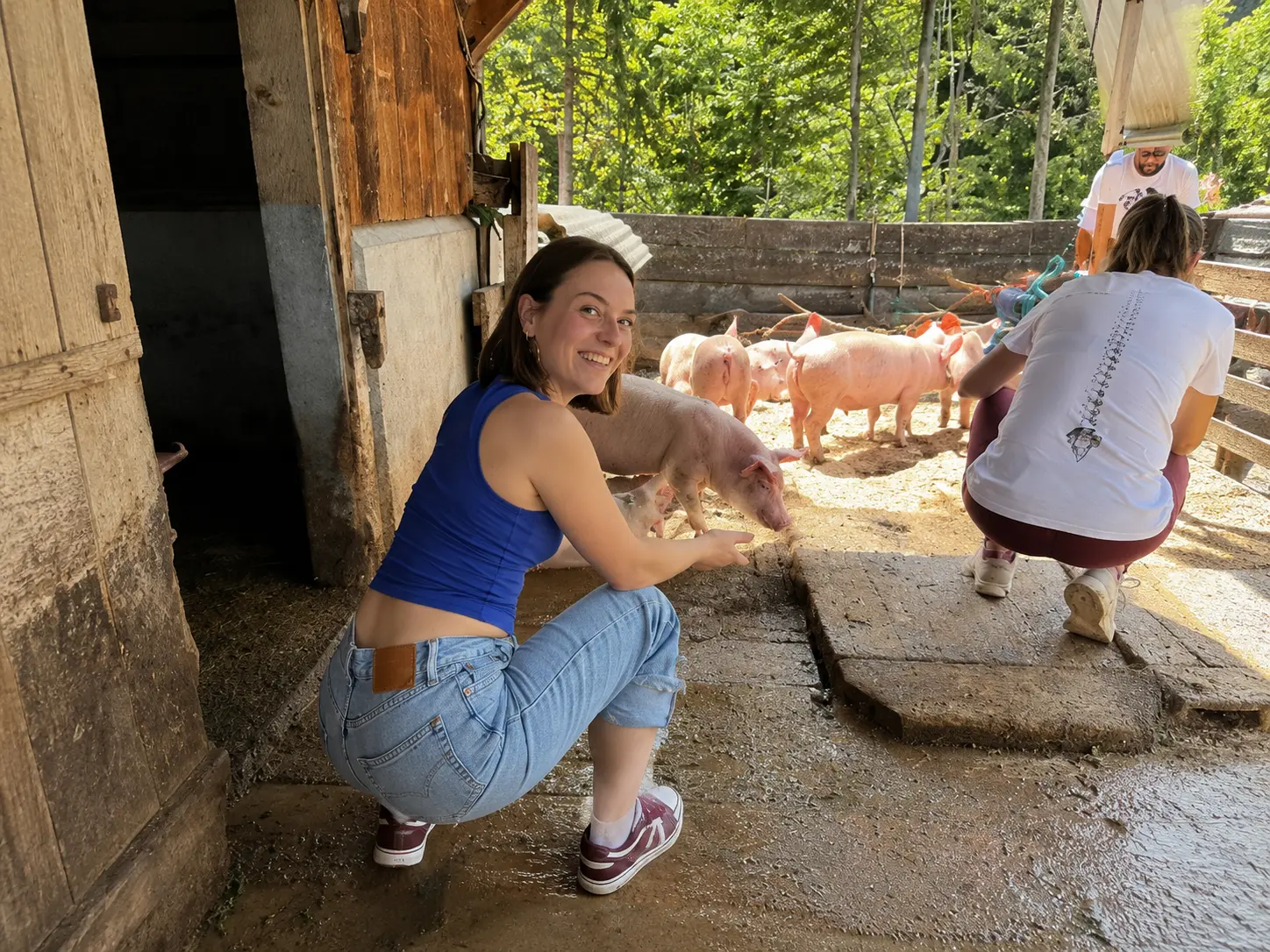 Farm tour guest meeting piglets at Alp Sigriswiler alpine farm in Justistal valley, Interlaken Switzerland