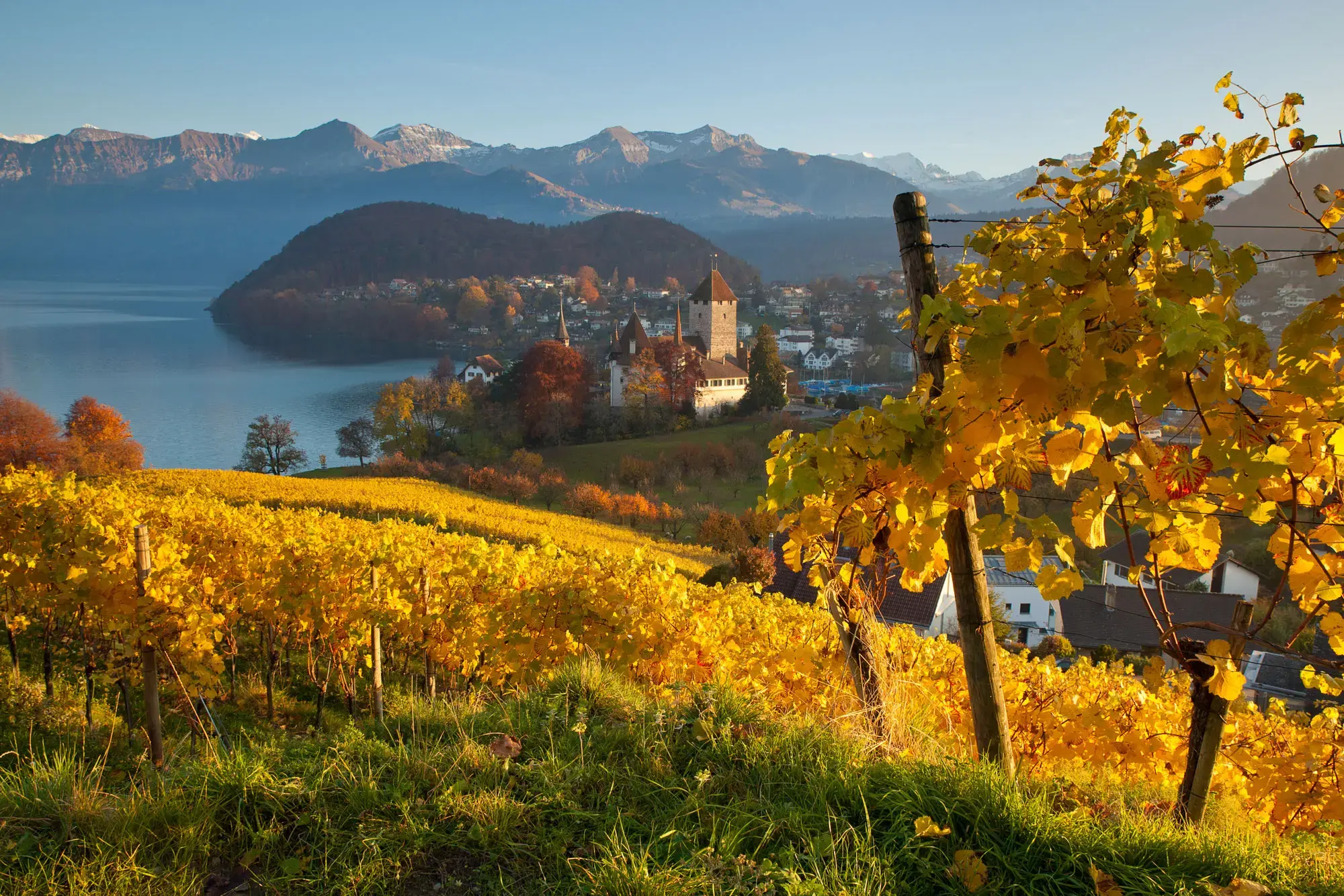 Spiez vineyard in autumn with Schloss Spiez castle and Lake Thun below, Bernese Alps in background Switzerland