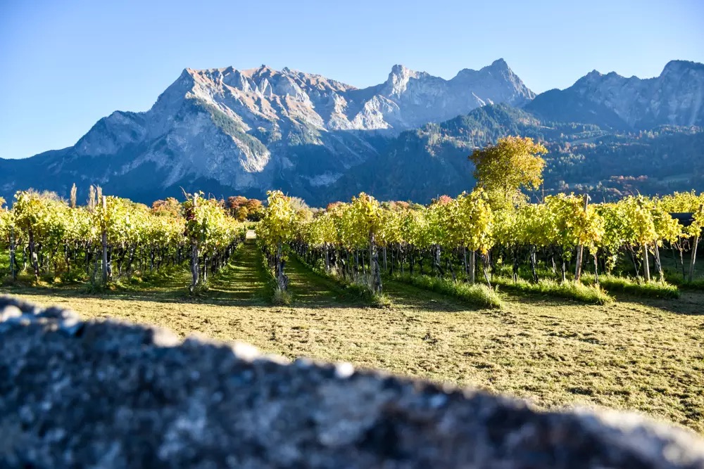 Vineyard rows in BĂĽndner Herrschaft in autumn with dramatic rocky Alpine peaks, GraubĂĽnden wine region Switzerland