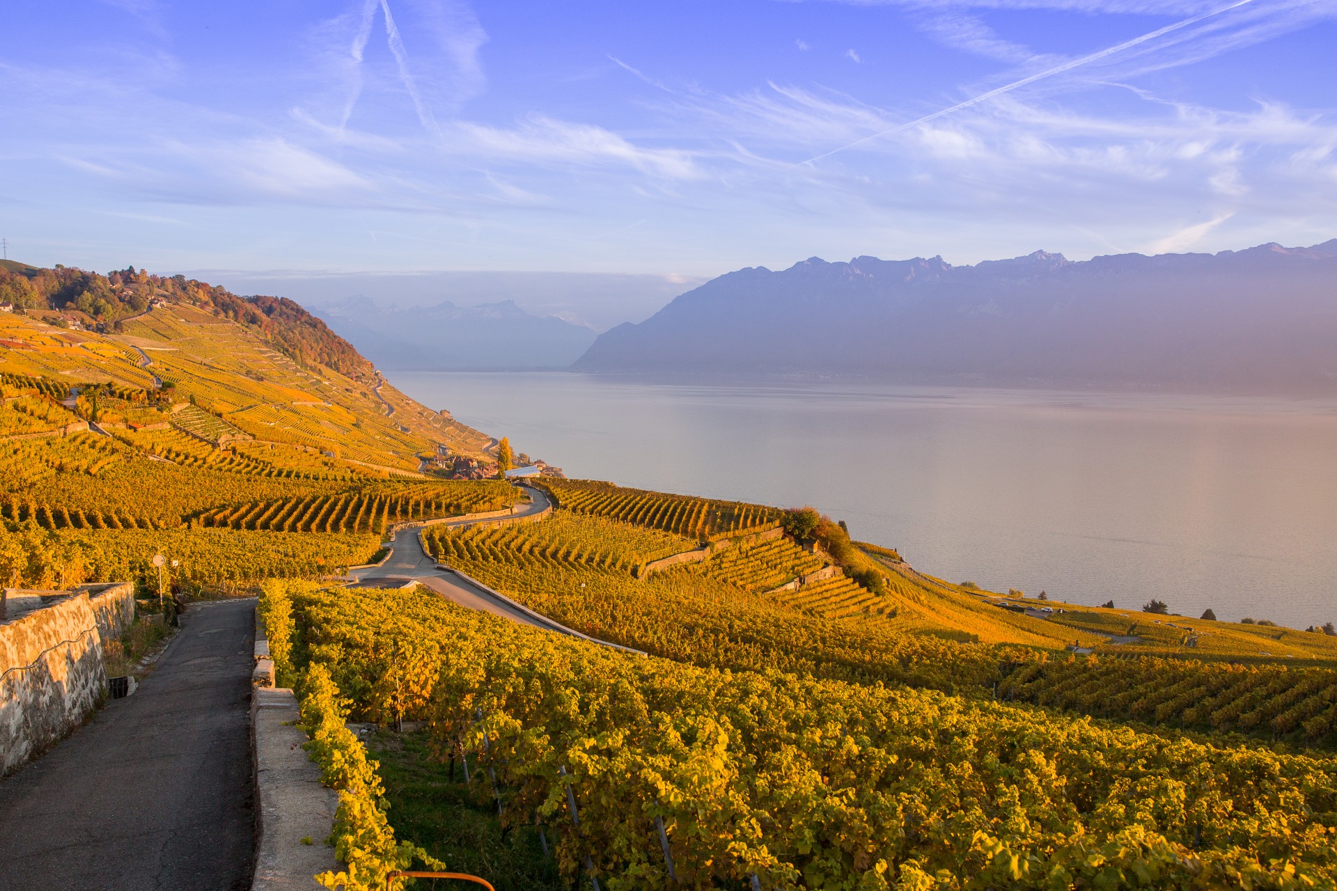Panoramic view of Lavaux golden vineyard terraces and winding wine route above Lake Geneva in autumn, Vaud Switzerland