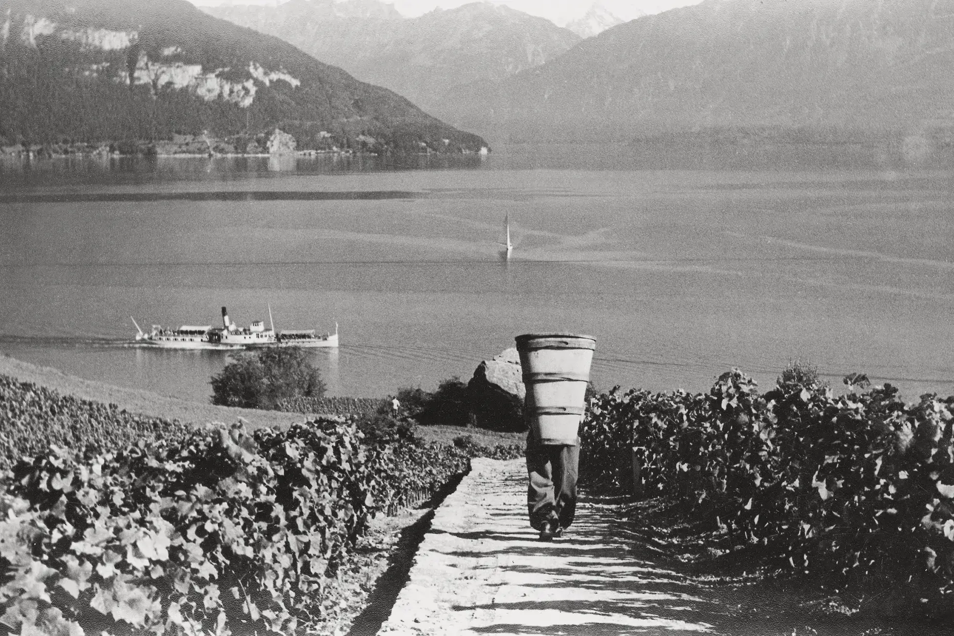 Vintage photo of harvest worker carrying grape barrel through Spiez vineyard rows above Lake Thun, Swiss winemaking tradition