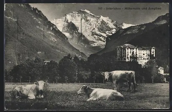 Historical postcard of Höhematte Interlaken with grazing cows and Jungfrau, circa early 1900s Switzerland