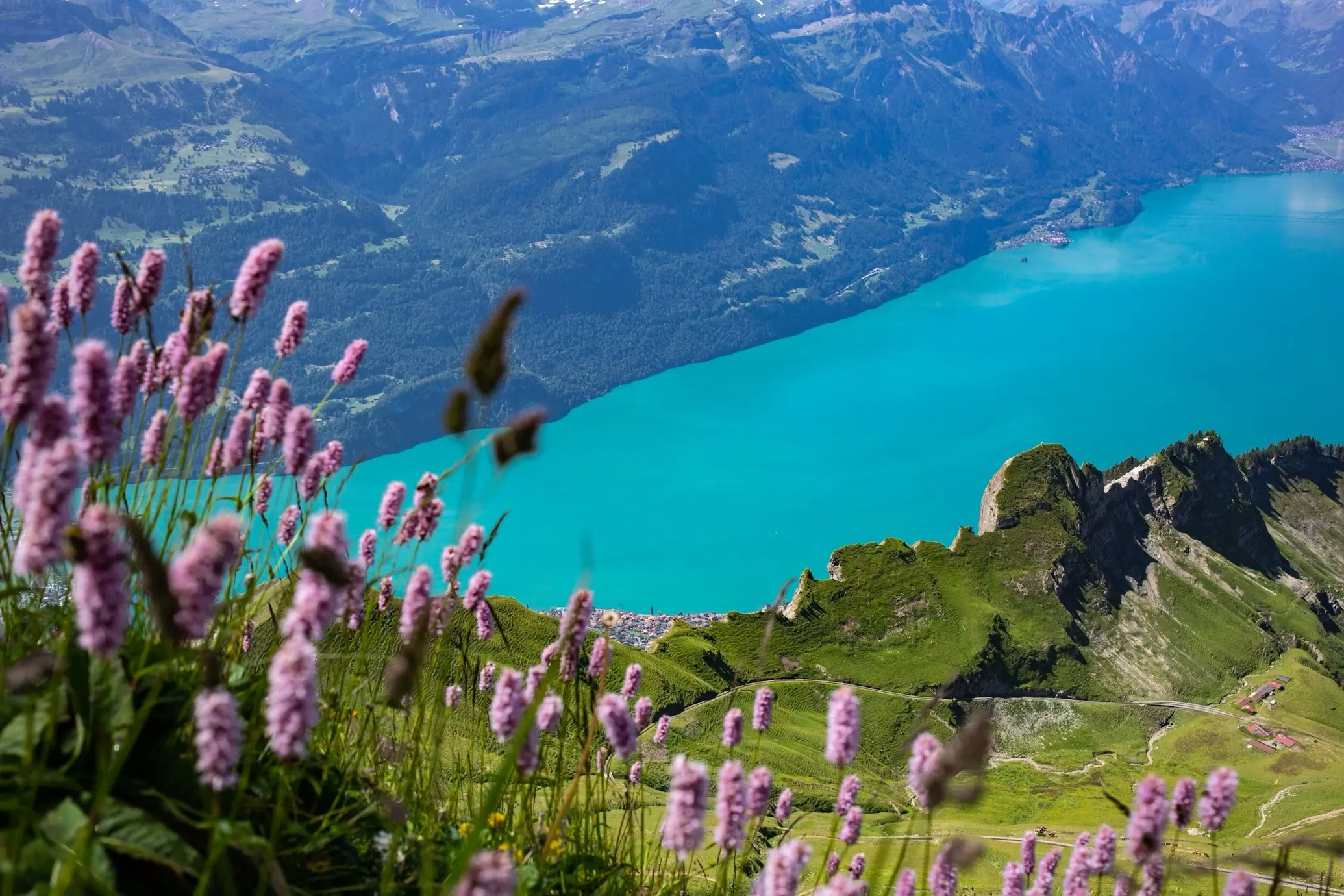 Alpine wildflowers overlooking turquoise Lake Brienz from high hiking trail Bernese Oberland Switzerland