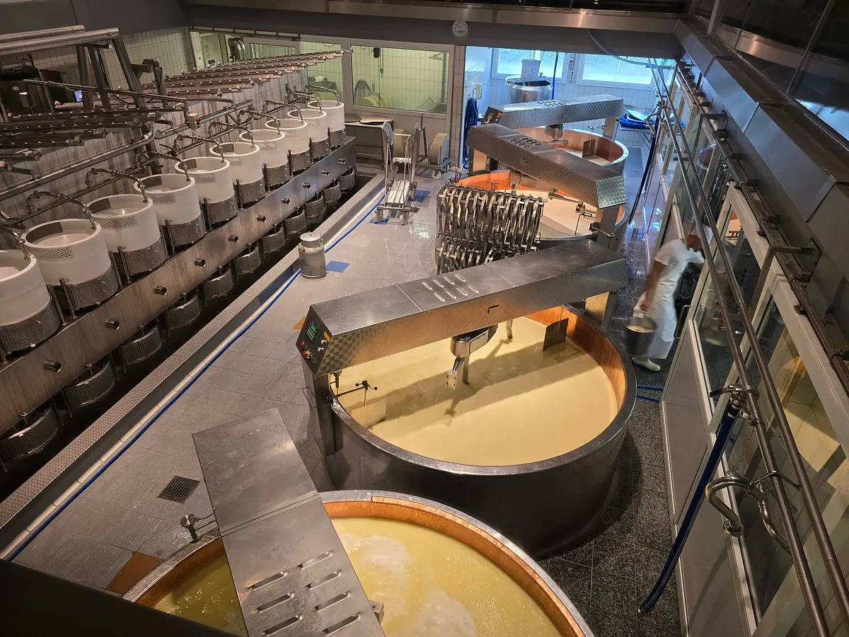 Copper vats of milk and rows of cheese moulds in a modern Swiss show dairy production hall