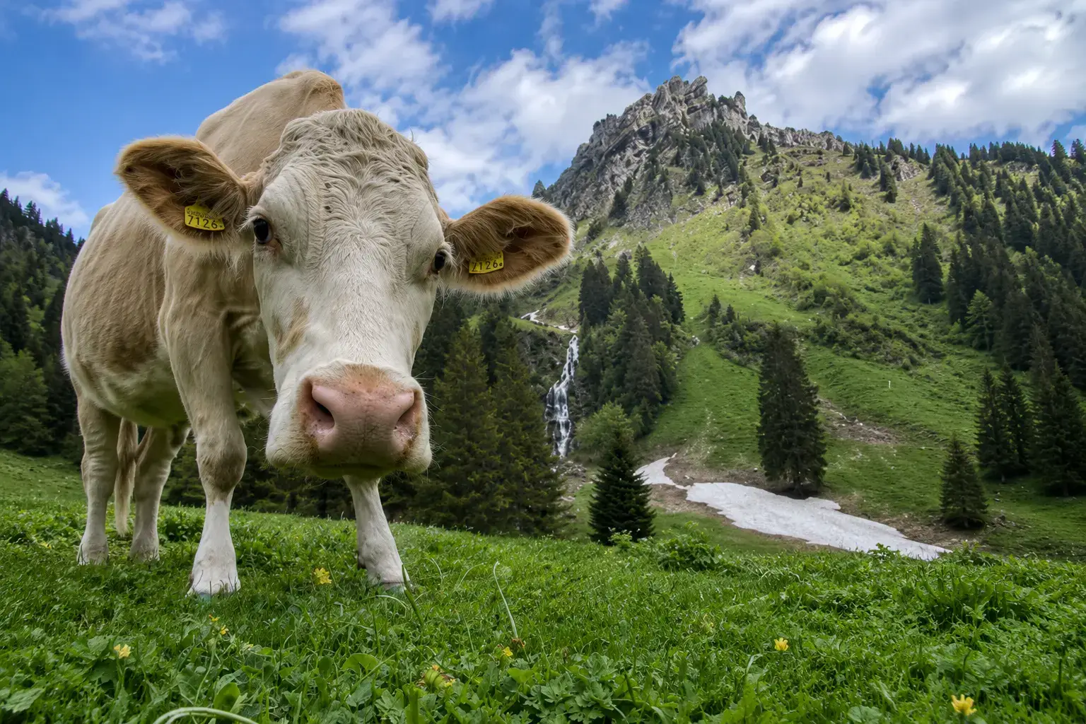 Swiss dairy cow grazing on a Justistal alp pasture below a waterfall, one of the 250 cow rights shared at the Chästeilet