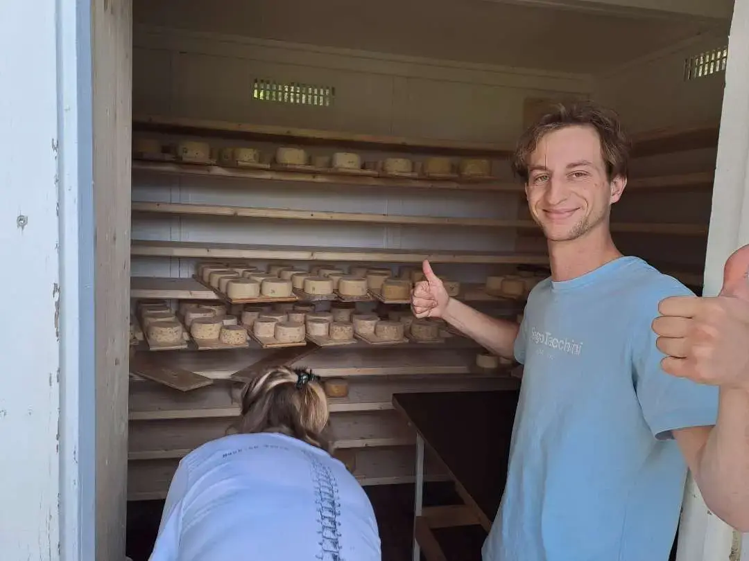 Young cheesemaker at the door of a small alpine ripening room lined with goat and alp cheeses, Bernese Oberland
