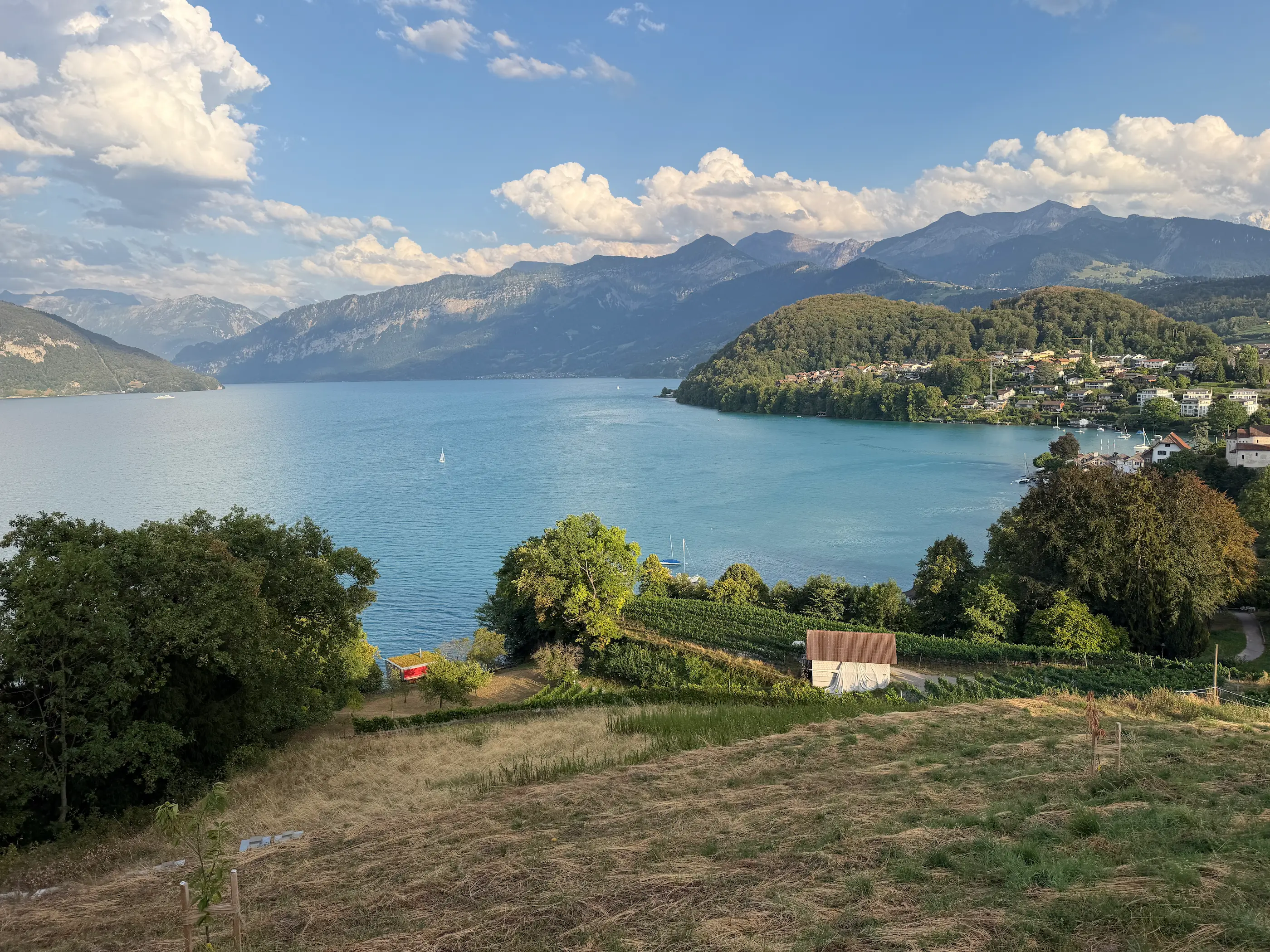 View from the Spiez vineyard rows over turquoise Lake Thun and the Bernese Alps near Interlaken in summer