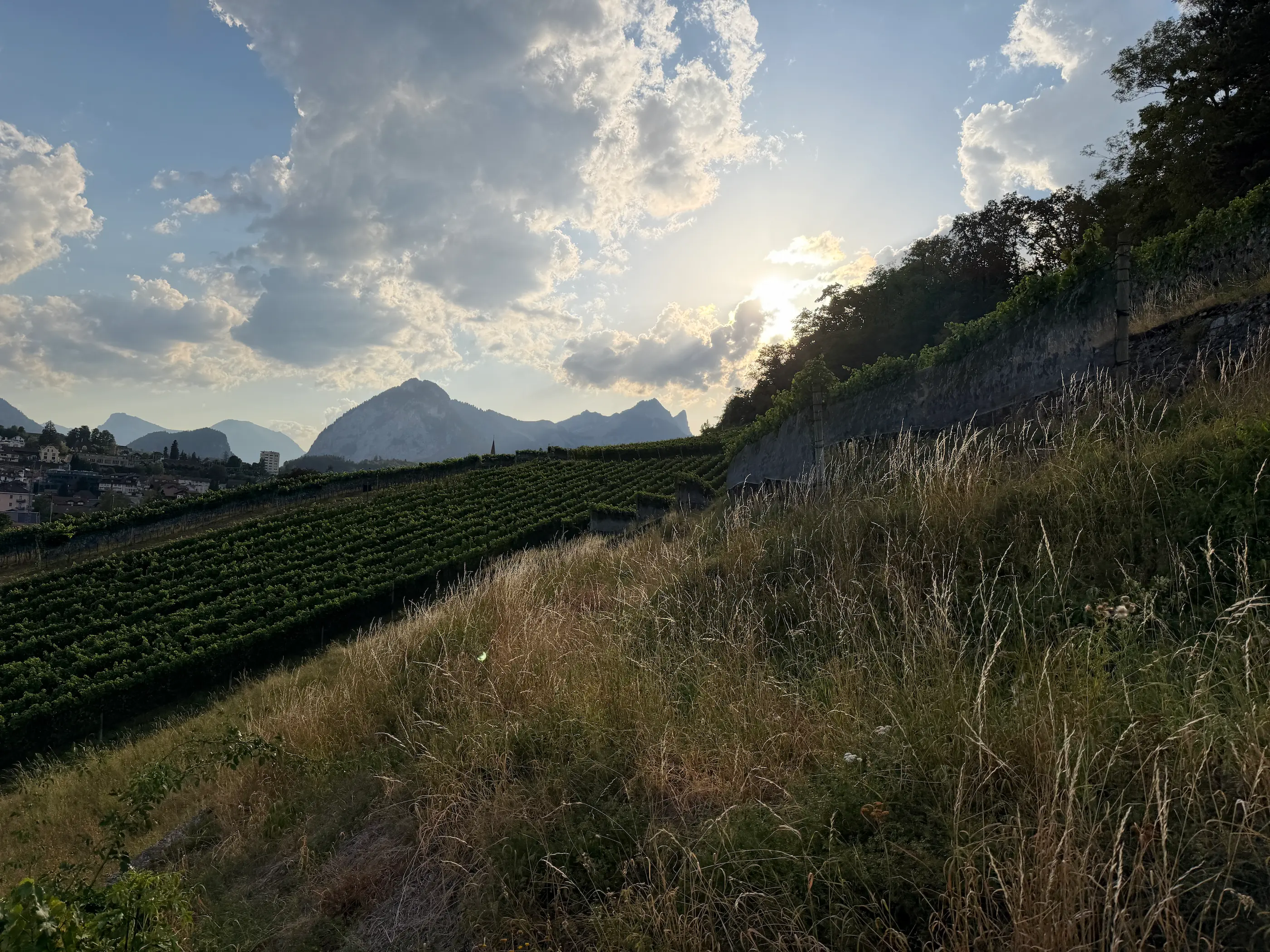 Terraced Spiez vineyard and dry stone walls at golden hour with the Bernese Alps behind, wine near Interlaken