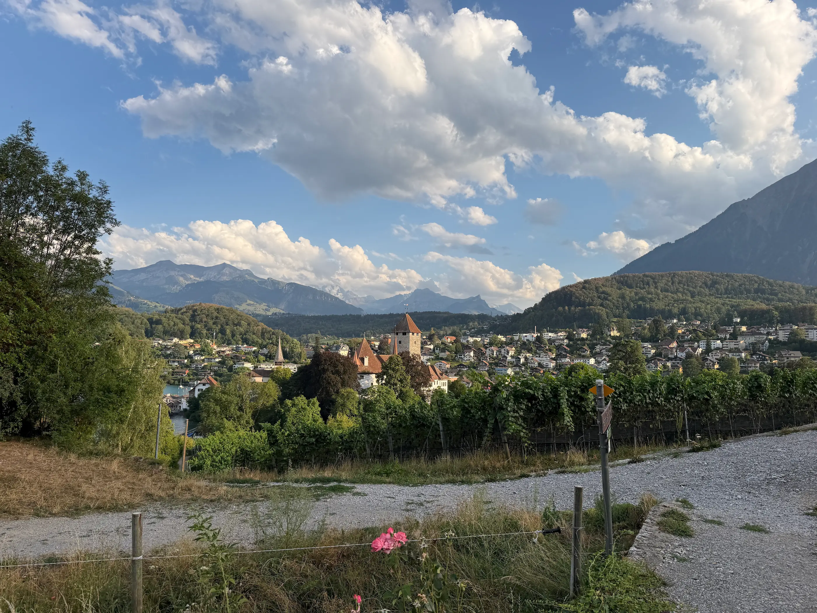 Spiez Castle and village seen from the vineyard walking path above Lake Thun, hiking signpost beside the vines