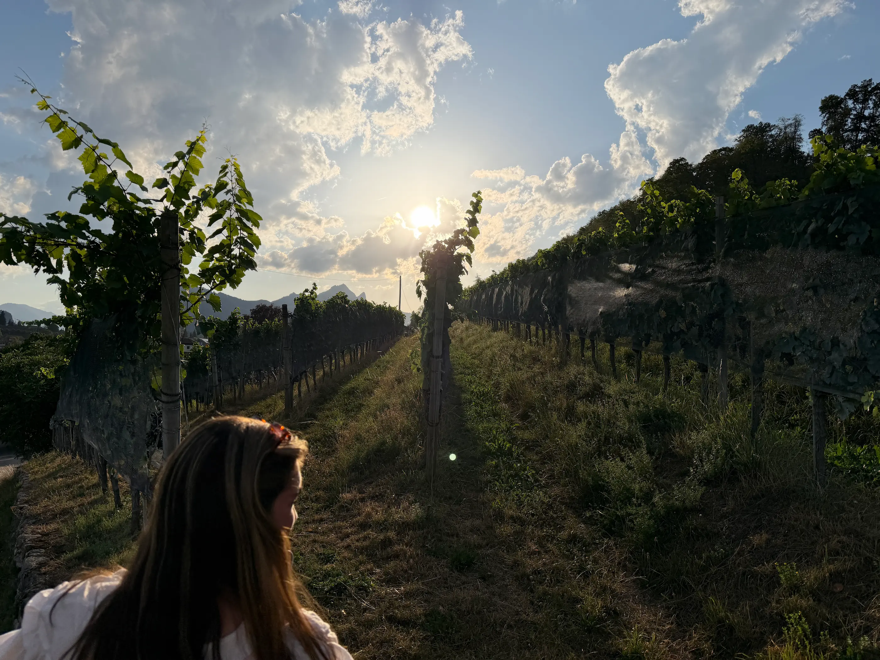 Visitor walking between netted vine rows in the Spiez vineyard at sunset on a wine tour from Interlaken