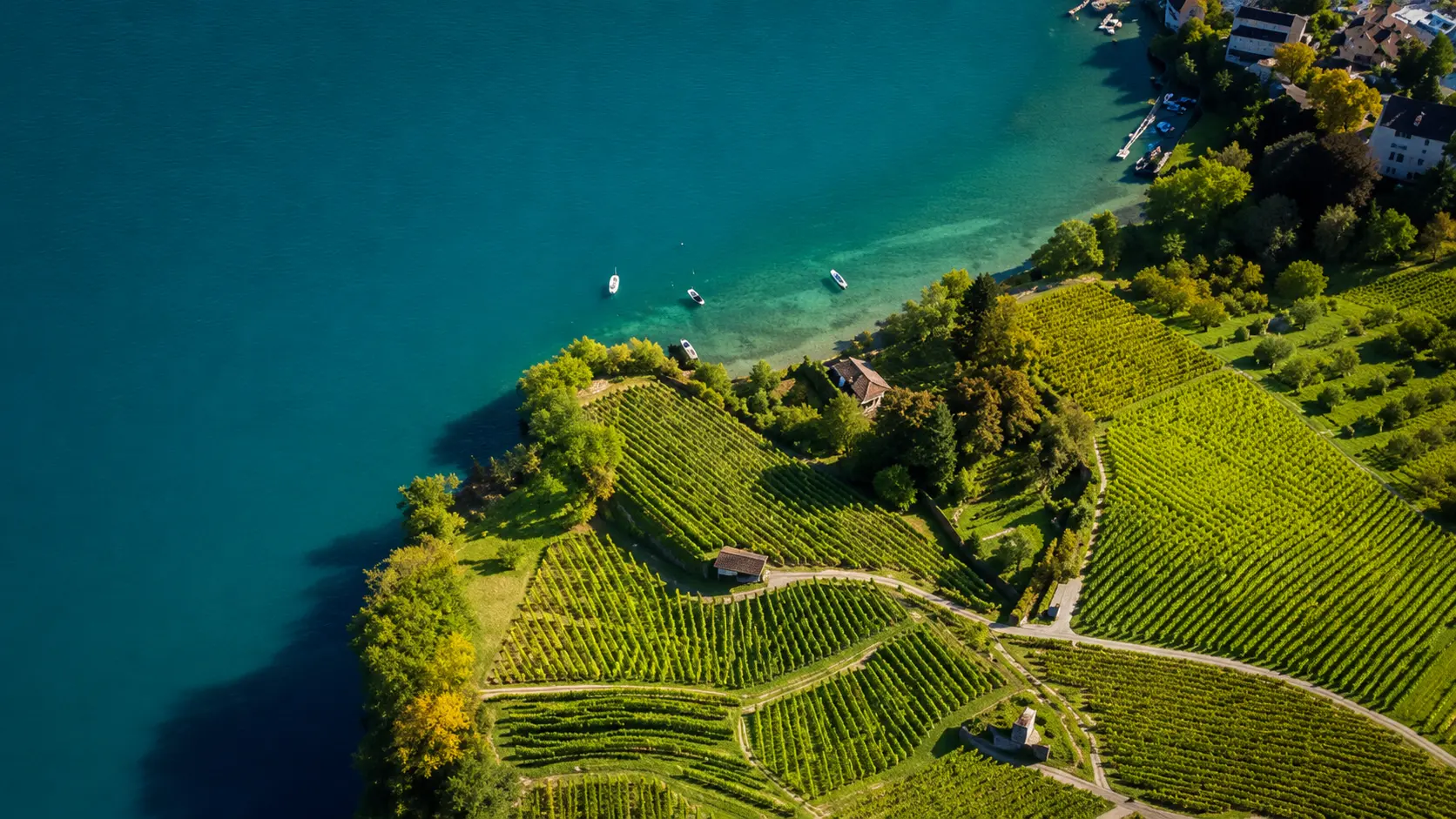 Aerial view of Spiez vineyard terraces meeting the turquoise water of Lake Thun with boats, near Interlaken