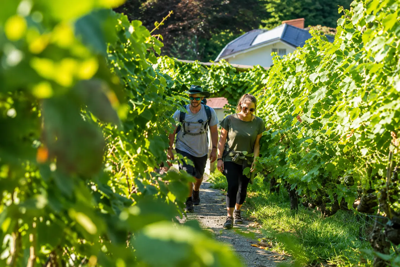 Couple walking up a path between the vine rows of the Spiez vineyard in summer, Bernese Oberland Switzerland