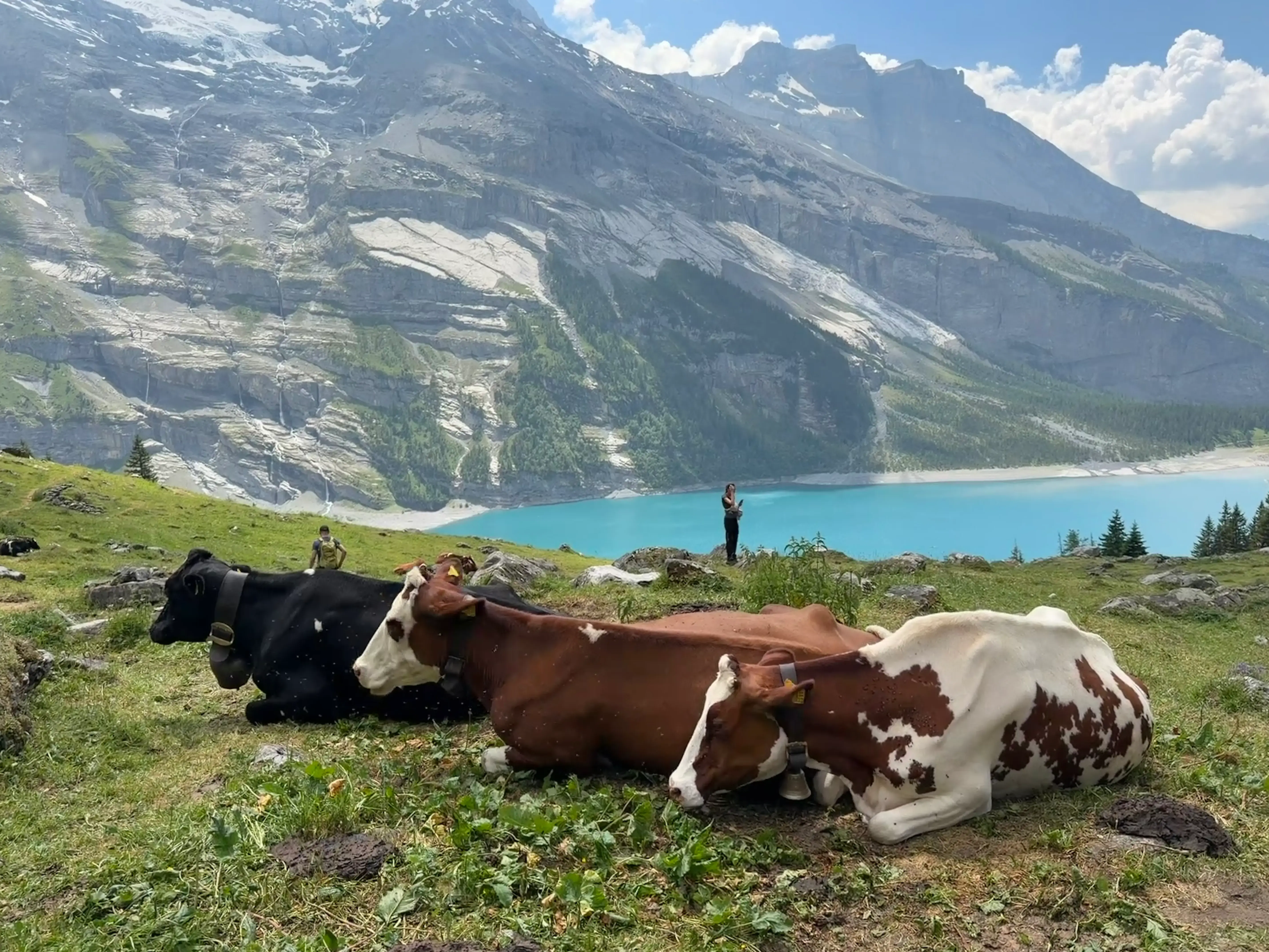 Swiss cows summering on an alpine pasture above Oeschinensee, the four month season behind every alpine cheese